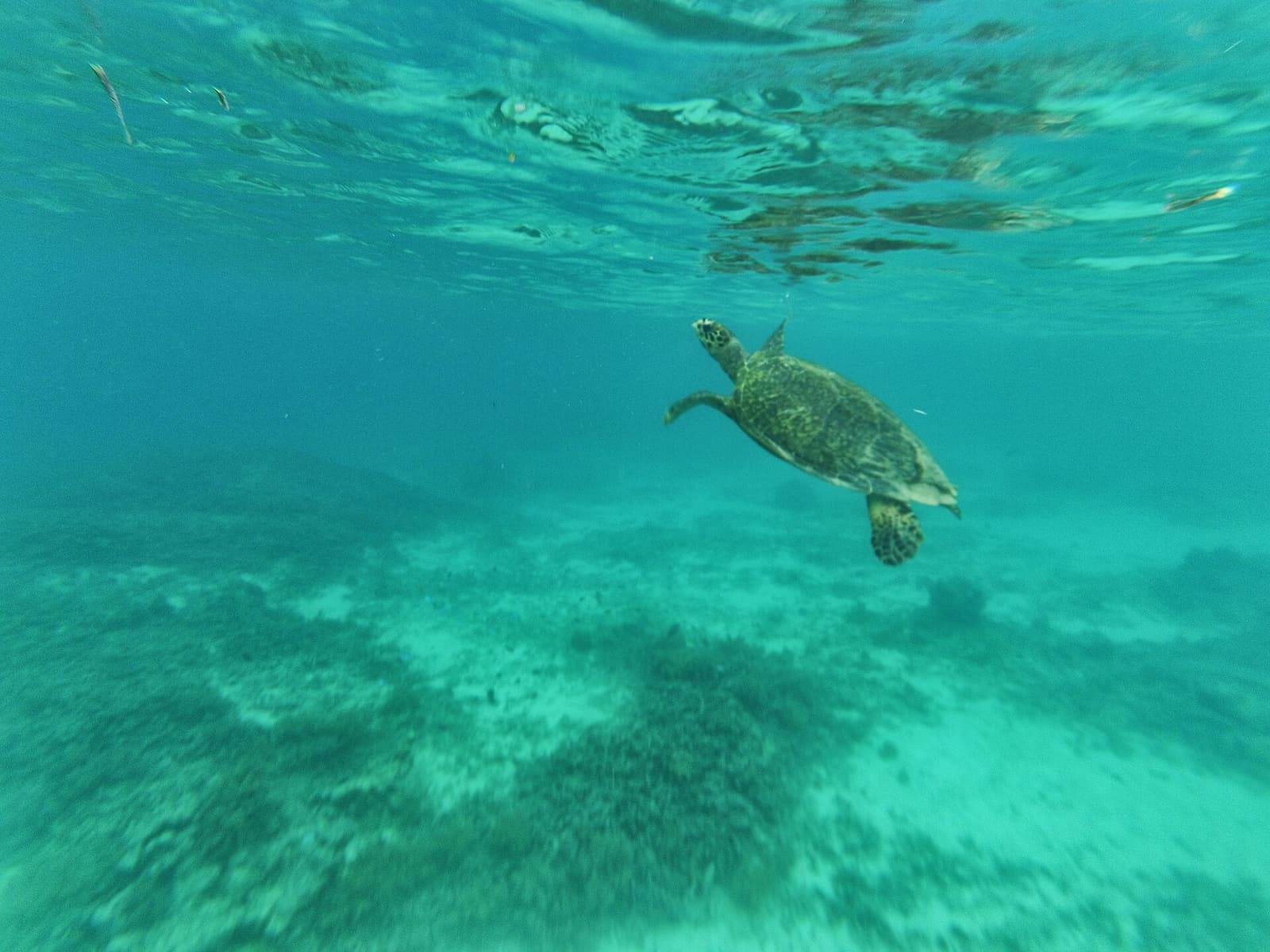 Snorkel with sea turtles